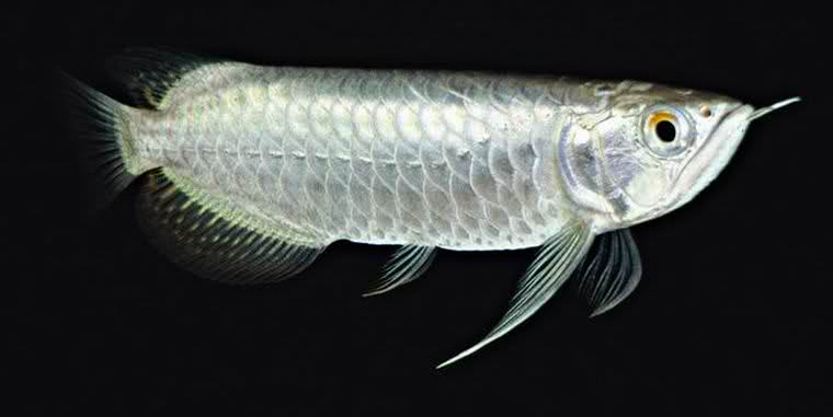 龙鱼是专业的观赏鱼吗,龙鱼为什么这么多鱼友