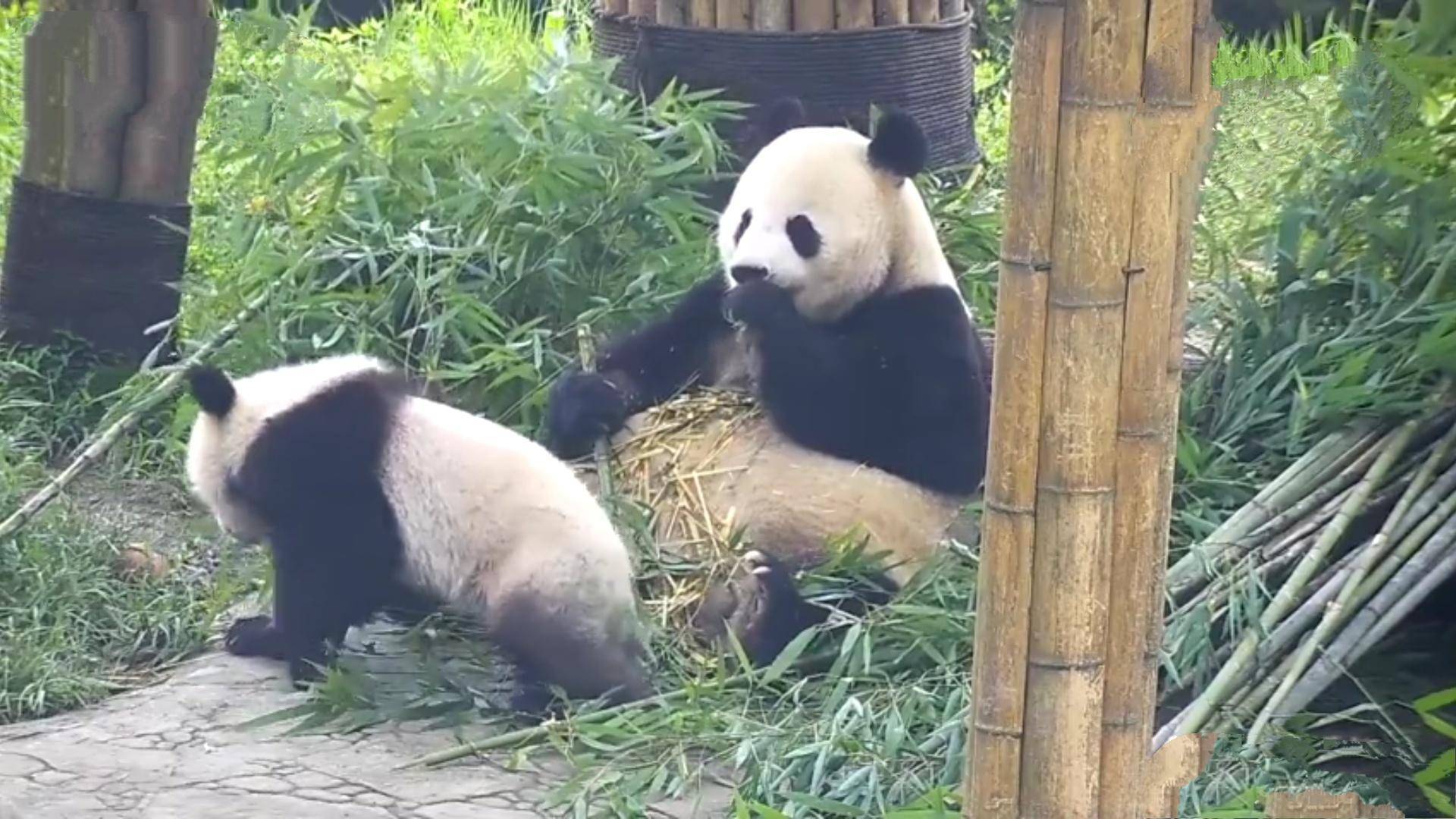 秦岭山脉真的那么厉害吗,秦岭山脉为何神秘