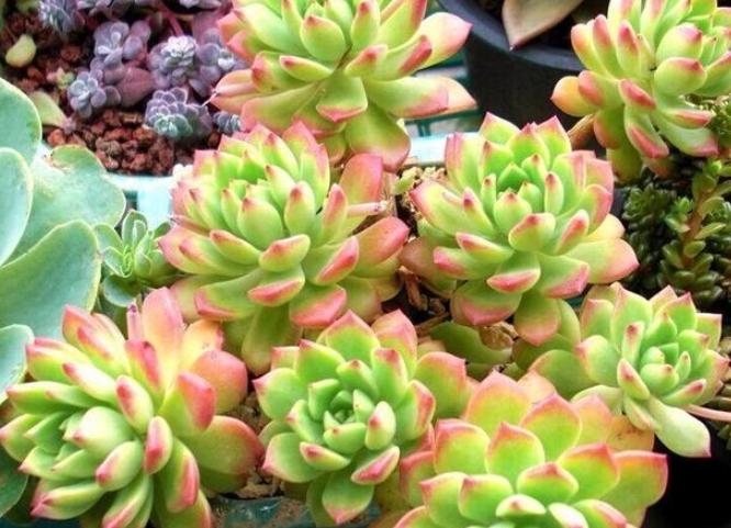 多肉长气根的原因和处理方法,多肉不长芽怎么处理