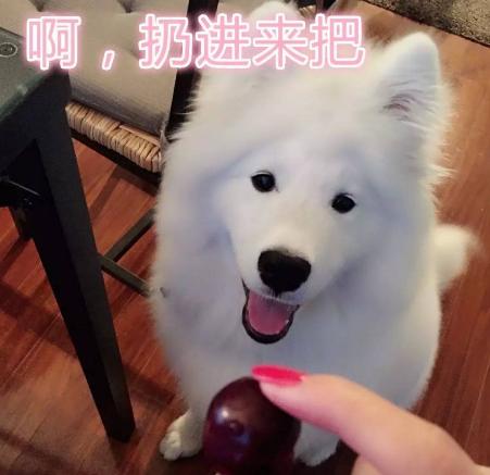 给萨摩耶吃榴莲,萨摩耶除了吃狗粮还能吃什么