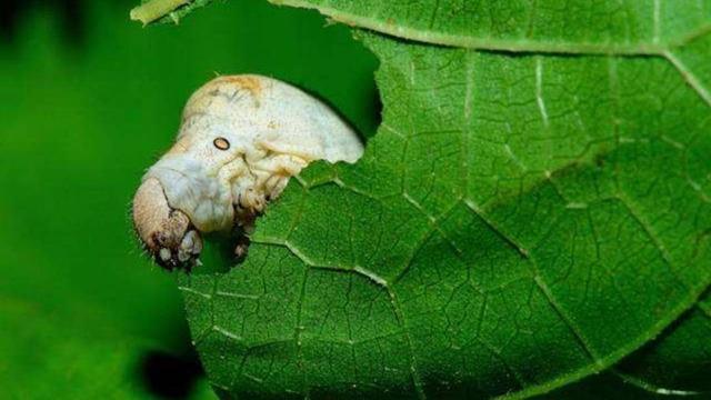 蚕神姑娘的传说民间故事,关于蚕的传说