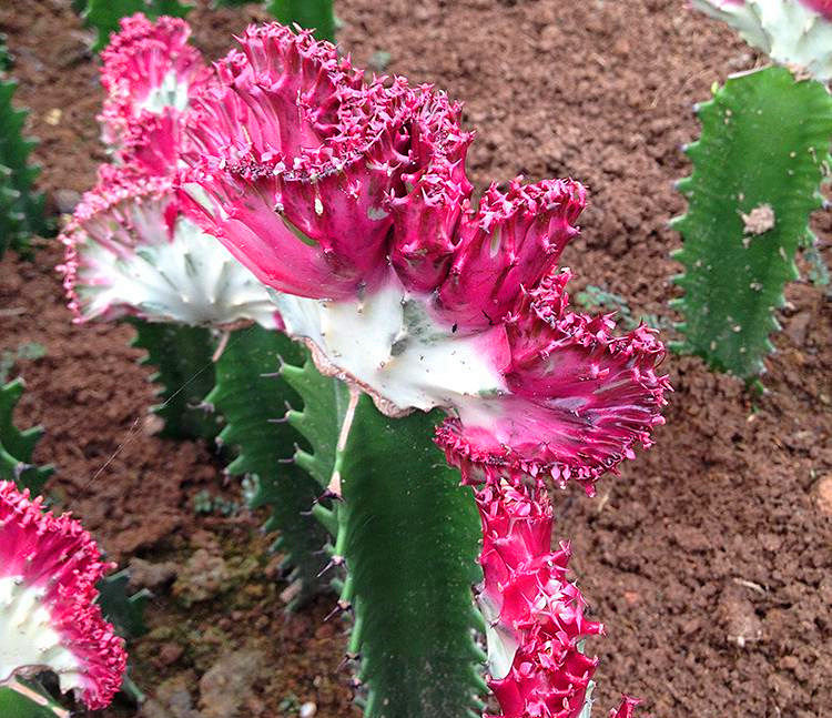 彩春峰的风水寓意,彩春峰的品种怎么养