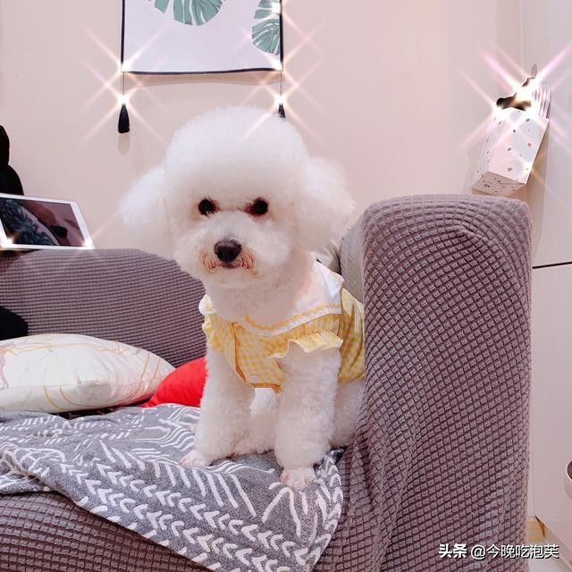 狗狗感冒打针方法,狗狗感冒肺部感染