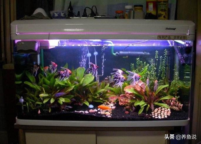 雨水能养锦鲤吗,雨水能养鱼吗