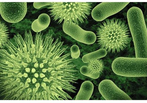 藕粉好消化吗给消化不好的病人喝,消化不好吃什么坚果比较好消化呢