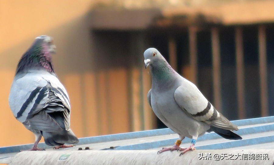 怎么鉴别赛鸽的优劣,赛鸽优劣的鉴别方法及配对