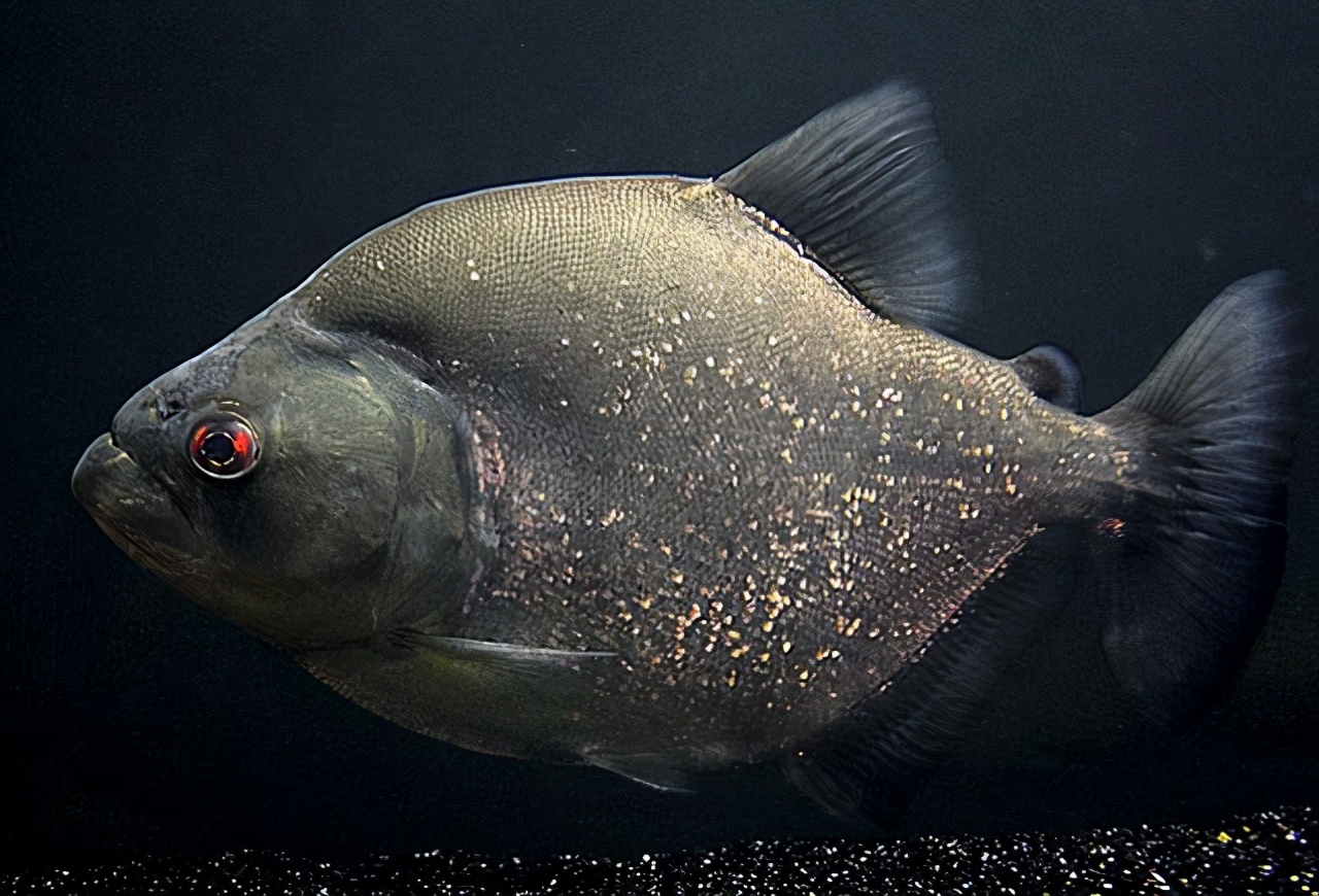 观赏鱼最好养的品种不需要经常喂,觉得自己养的观赏鱼不好看