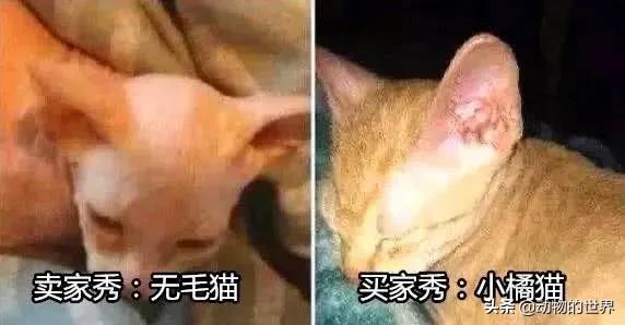 养了四年缅因猫被淹死,缅因猫23万后续