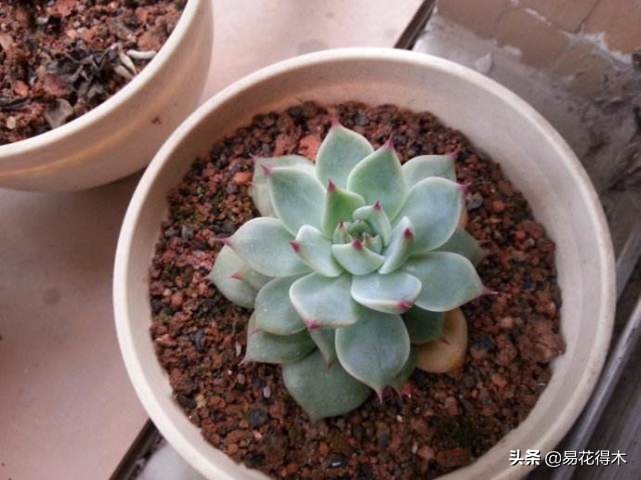 养花煤渣直接掺到土里吗,蜂窝煤渣养花好处多