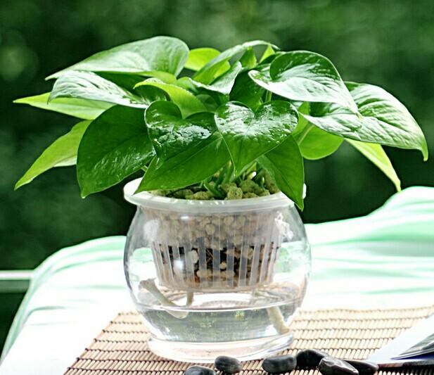 绿萝剪枝水培方法养龟,水培绿萝和鱼一起养