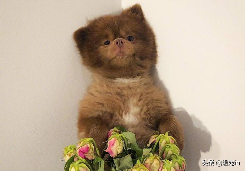 博美老是乱吃东西，这该如何是好？