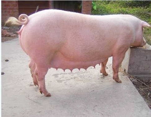 母猪18天返情是配早了还是迟了,母猪有炎症返情的原因和解决办法