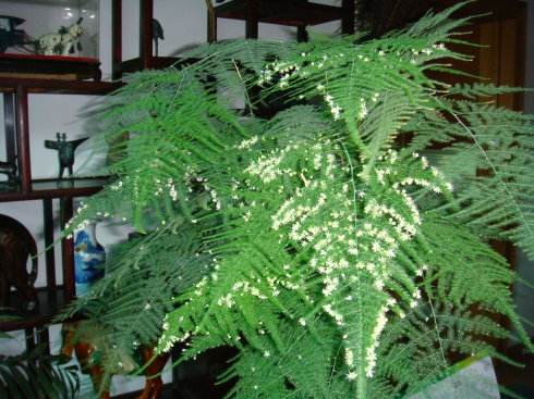 文竹叶子发黄干枯如何补救,文竹叶子发黄的原因与处理方法