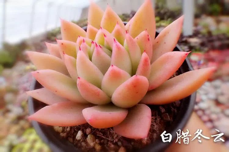 七百元打造的多肉王国，你还缺什么？