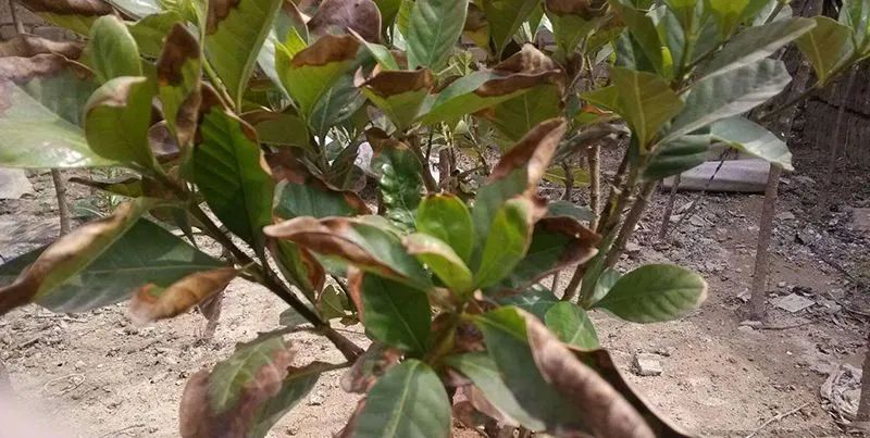 栀子花叶子发黄有什么解决办法,栀子花叶子发黄是什么原因引起