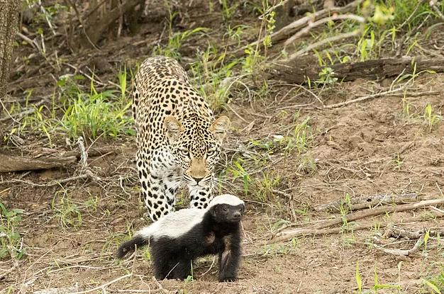 蜜獾平头哥不怕被毒么,平头哥蜜獾怎么不怕任何动物
