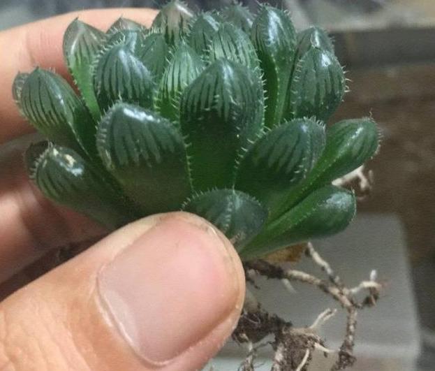 多肉玉露烂根怎么办,多肉玉露的处理方法