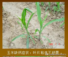 玉米缺磷的症状及治疗方法,玉米苗期缺磷和其他缺素症的区别
