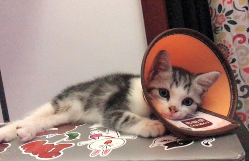 女孩儿养猫十天变秃头,养猫怎么防止得猫癣