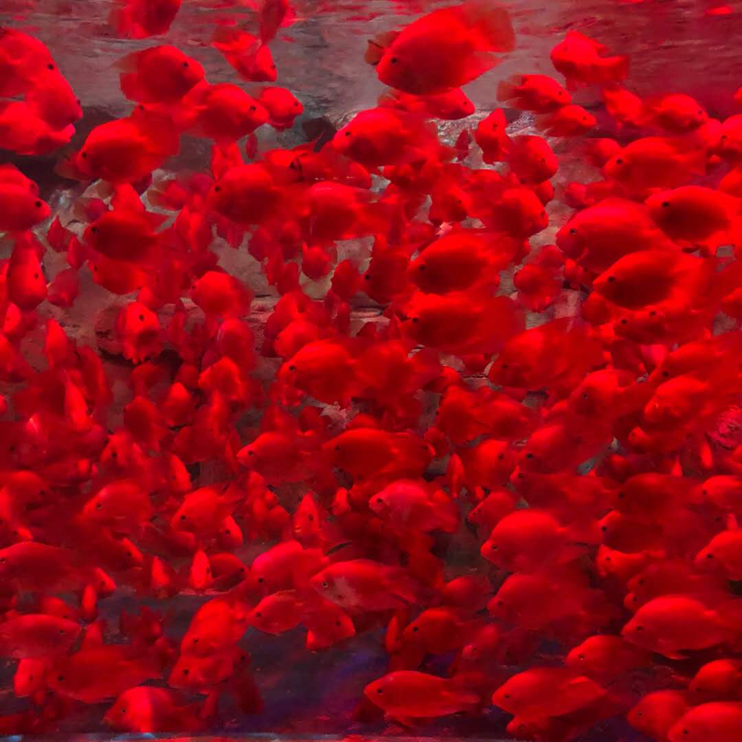 重庆海石公园网红打卡地,重庆汉海海洋公园怎么样