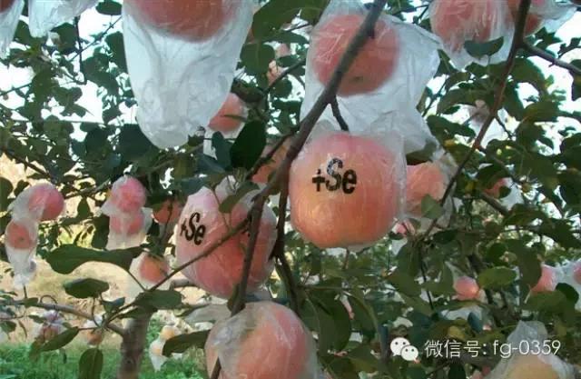 苹果套袋前打什么杀菌药好,苹果套袋的正确方法