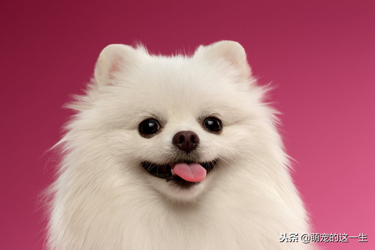 博美怎样才是喜欢你,博美误食老鼠药后应该怎么照顾