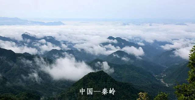 学会这3个小方法轻松买到真蜂蜜,一分钟带你如何辨别蜂蜜