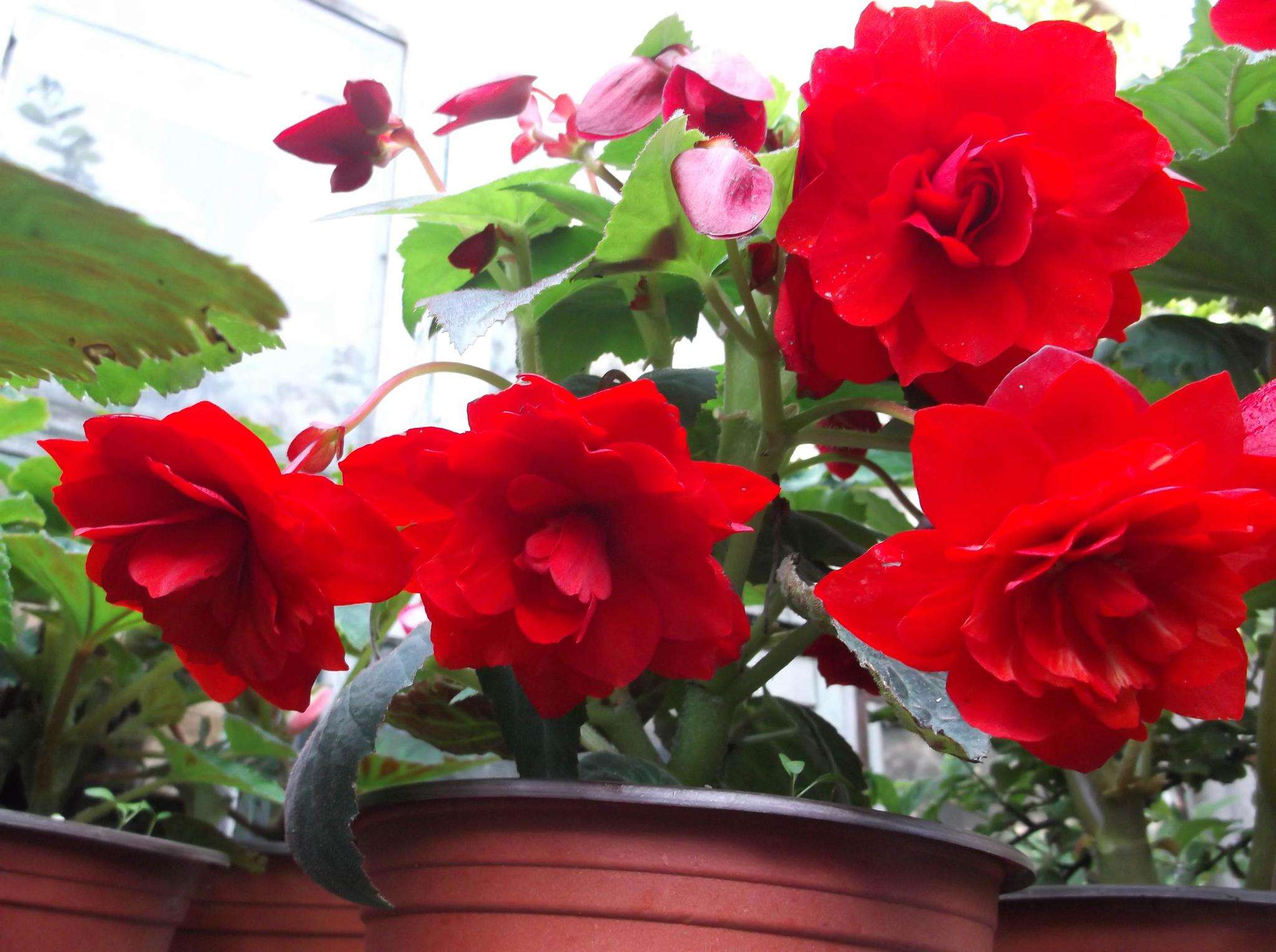 马蹄莲、茶花秋海棠、非洲紫罗兰、红星凤梨的养护方法