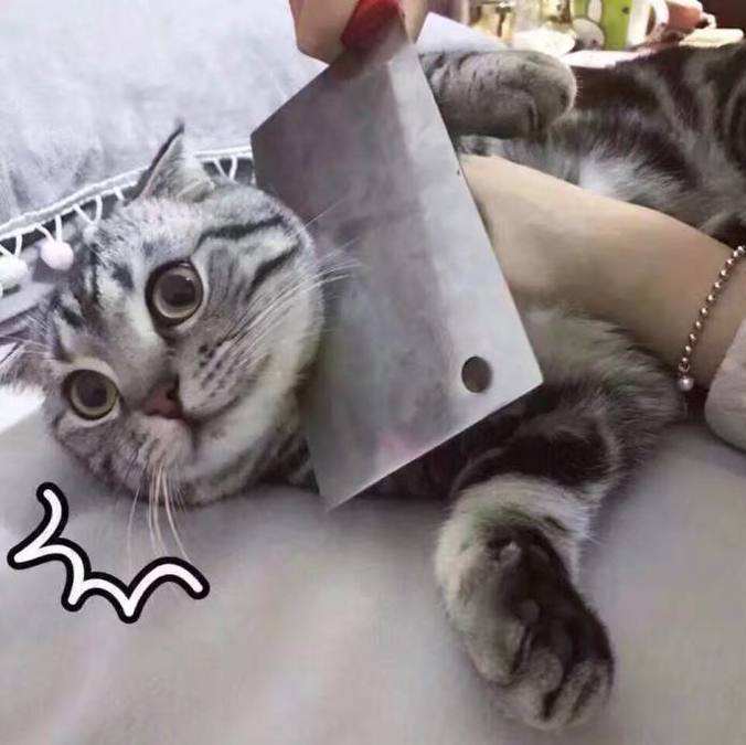 登革热可以传染给宠物吗,登革热蚊子能活多久