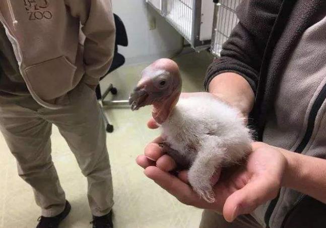 草原清道夫秃鹫,鸟类救助秃鹫