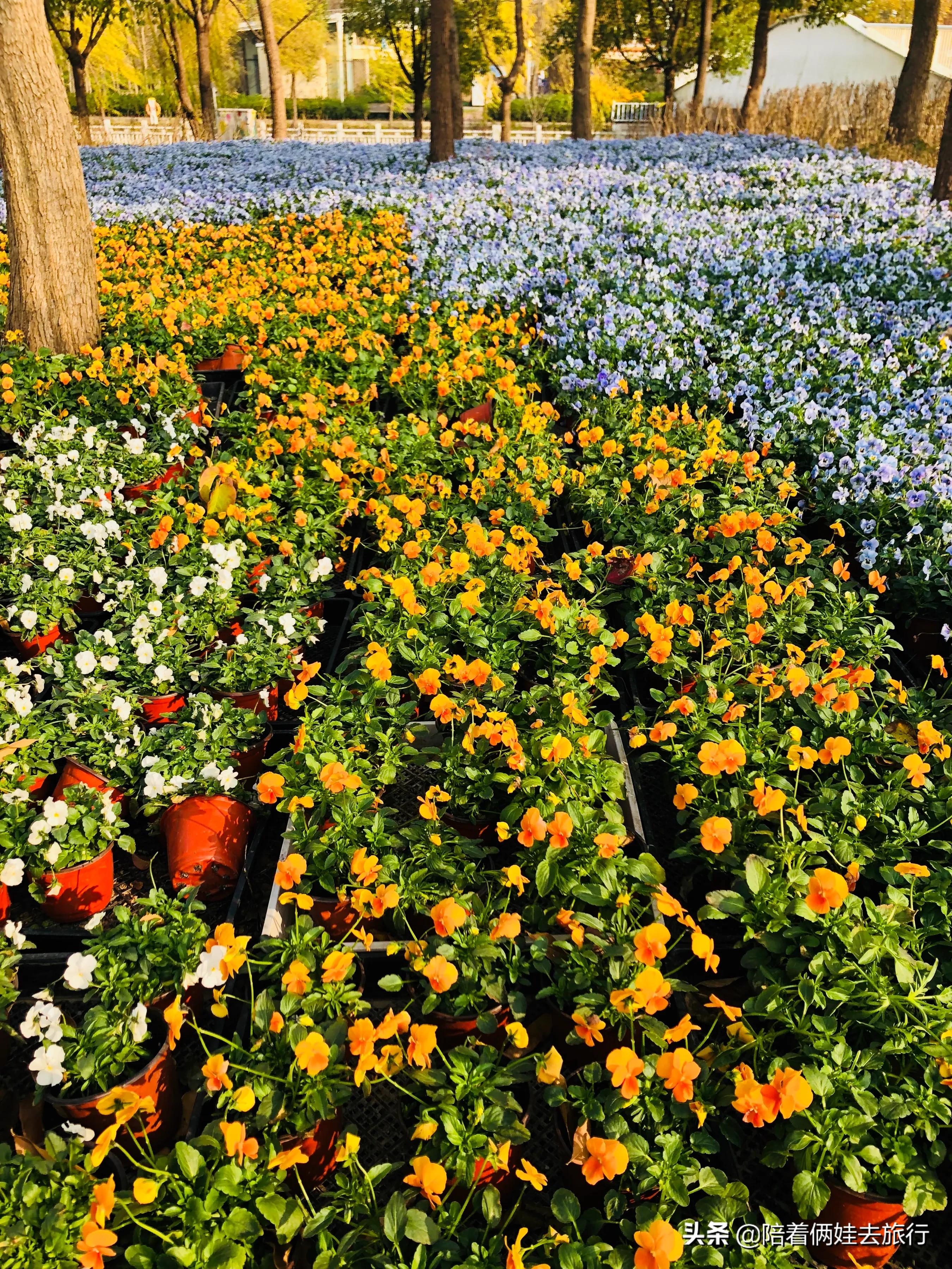 上海浦江郊野公园一日游攻略大全,上海浦江郊野公园奇迹花园地图