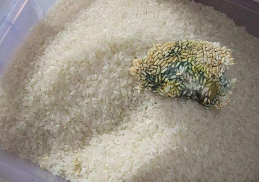 米罐里面有很多虫子,米罐里的虫子怎么去除