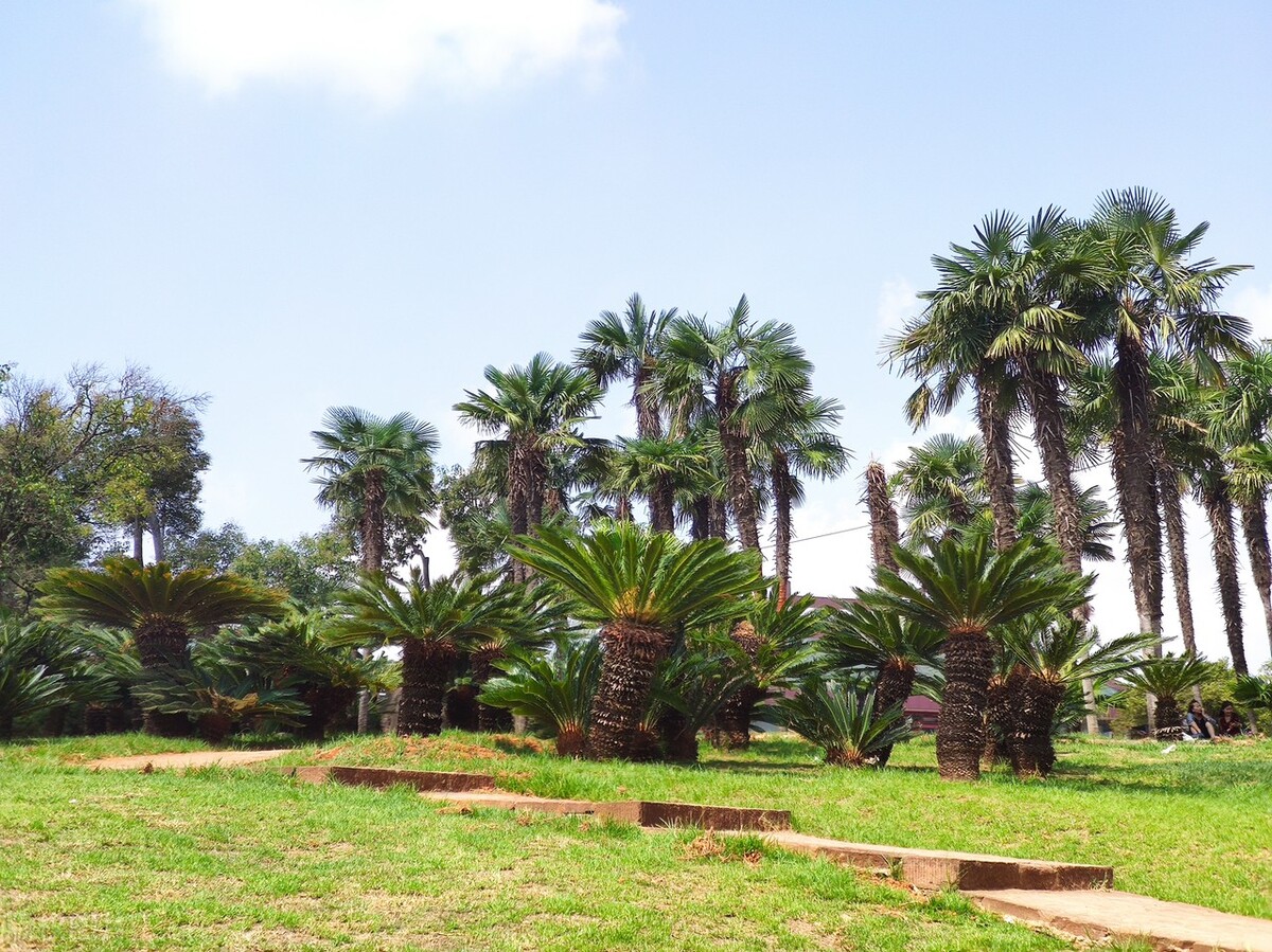 昆明世博园是免费参观的吗,第一次来昆明的感受