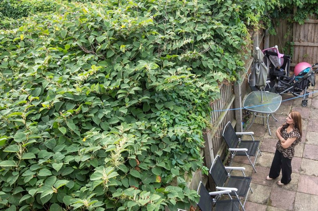 日本入侵中国的植物,日本入侵植物