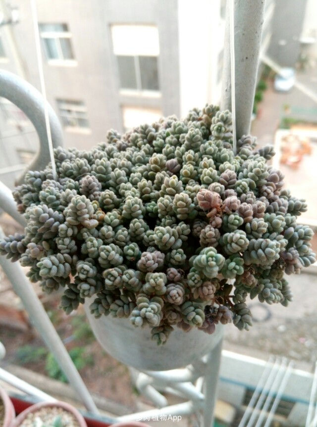 姬星美人的养殖方法和注意事项,姬星美人怎么养视频