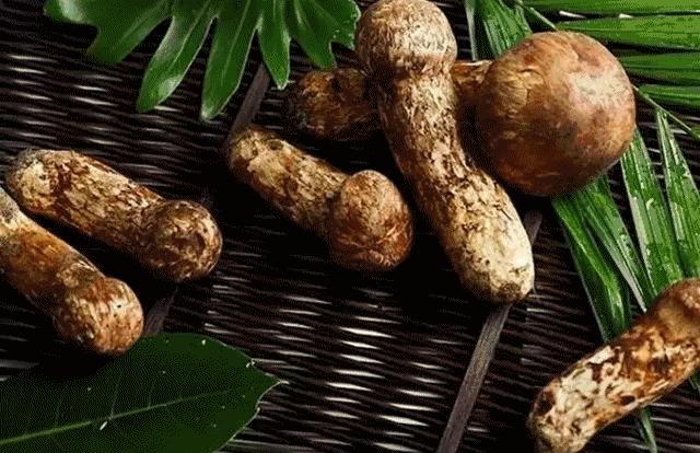 新鲜松茸清洗后吸水量大保存方法,新鲜松茸怎么吃这些吃法值得一试