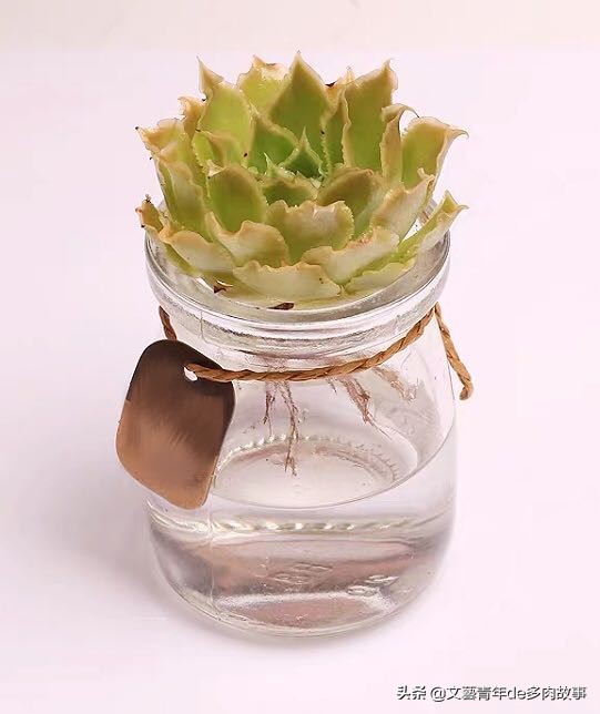 多肉水培，别把根系浸泡在水里，化水黑腐无空子可钻，多肉更健康