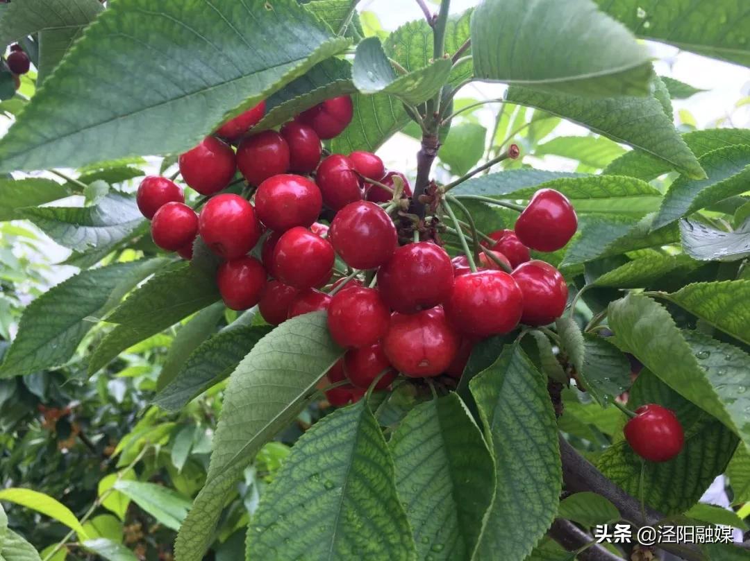 吃樱桃的注意事项图文,吃樱桃的注意事项