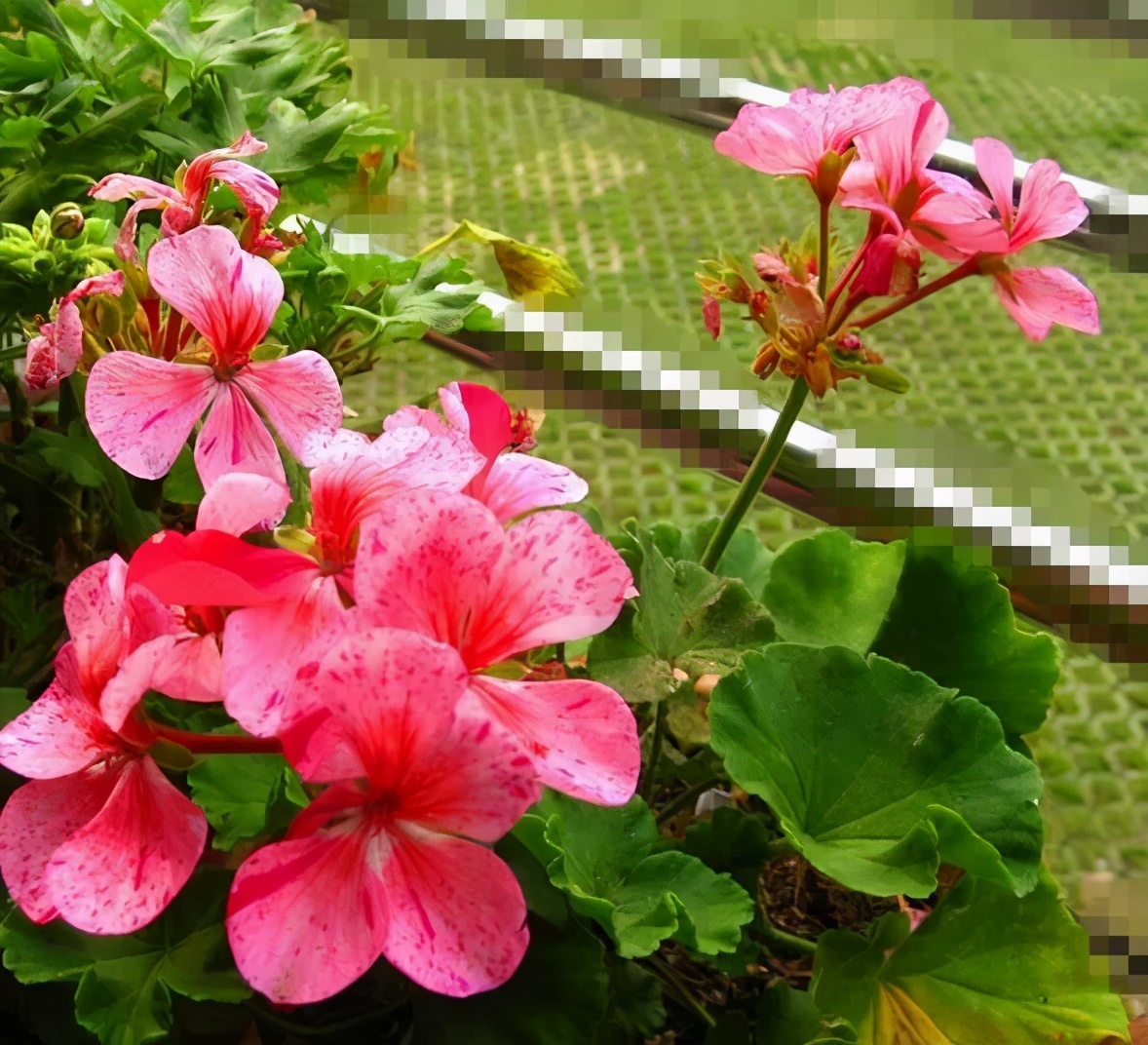这种花别乱浇水水越多越不开花,这种花不怕冷好养易活