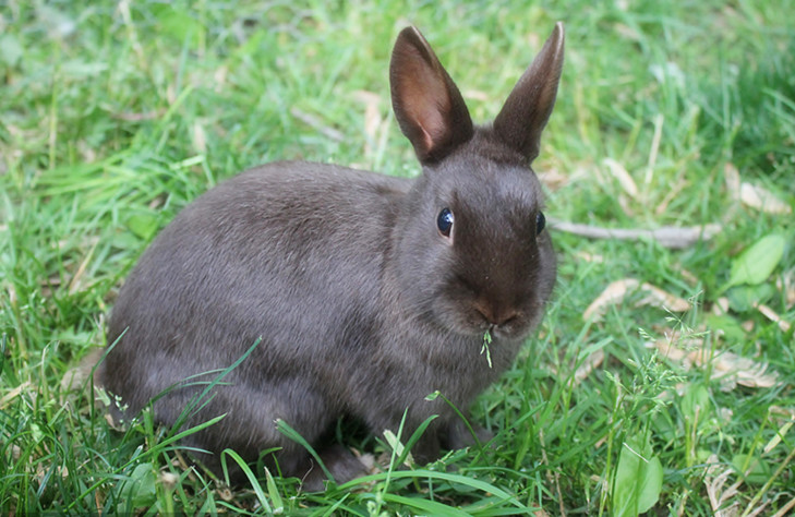 为什么兔子是三瓣嘴，而且特别爱磨牙？