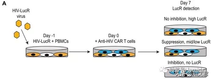 美国治疗艾滋病新思路,用治疗癌症的CAR-T方法治疗HIV有效率97%