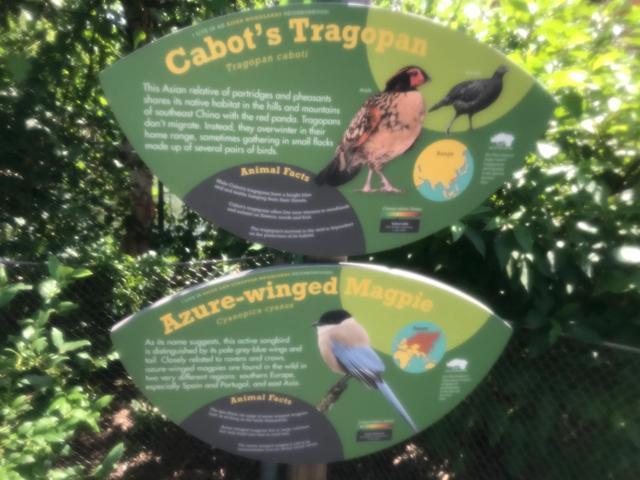 探访华盛顿动物园,波士顿公园周边游