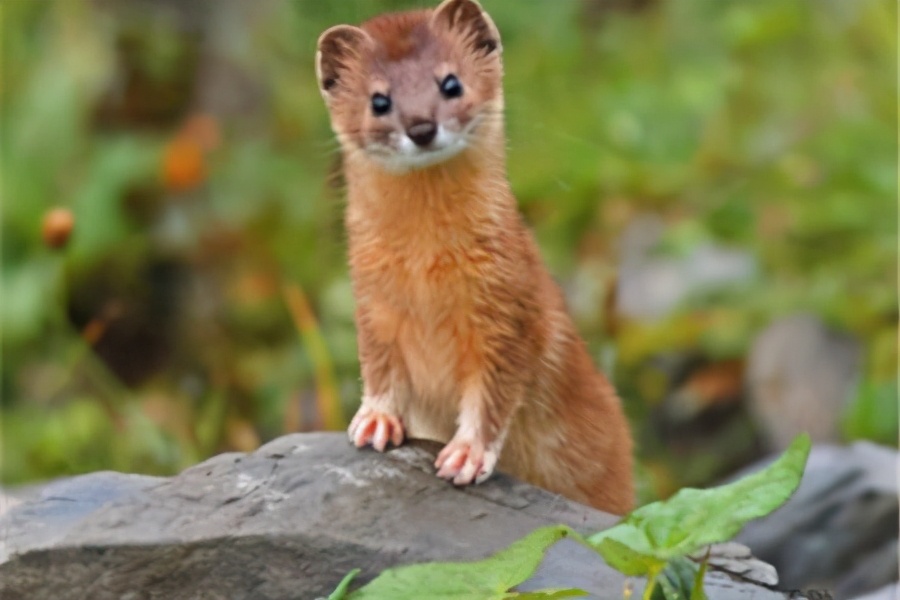 为什么黄鼠狼不能杀科学告诉你,黄鼠狼不能打死有科学依据吗