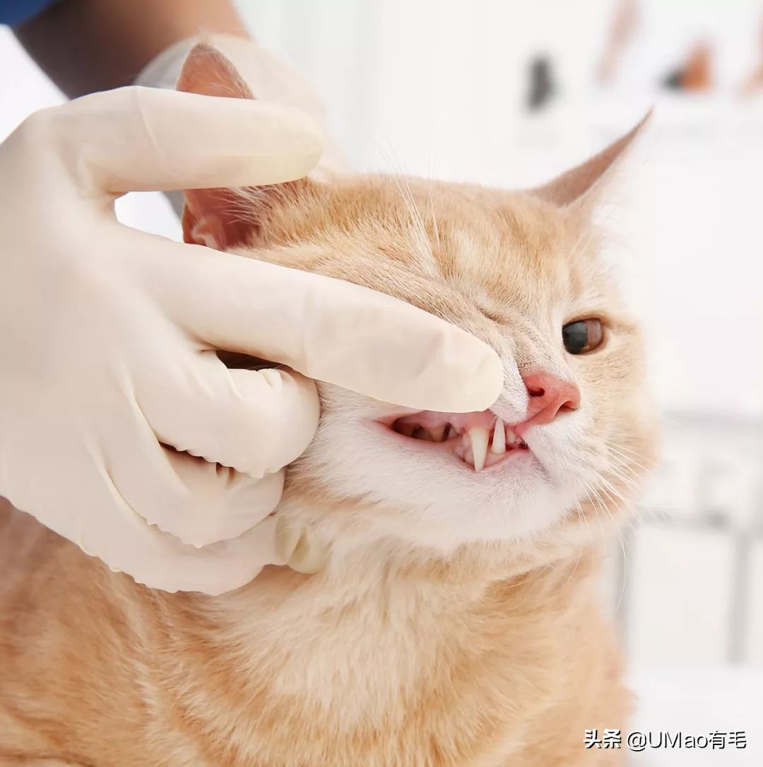 不许猫咪咬东西,不要溺爱猫咪