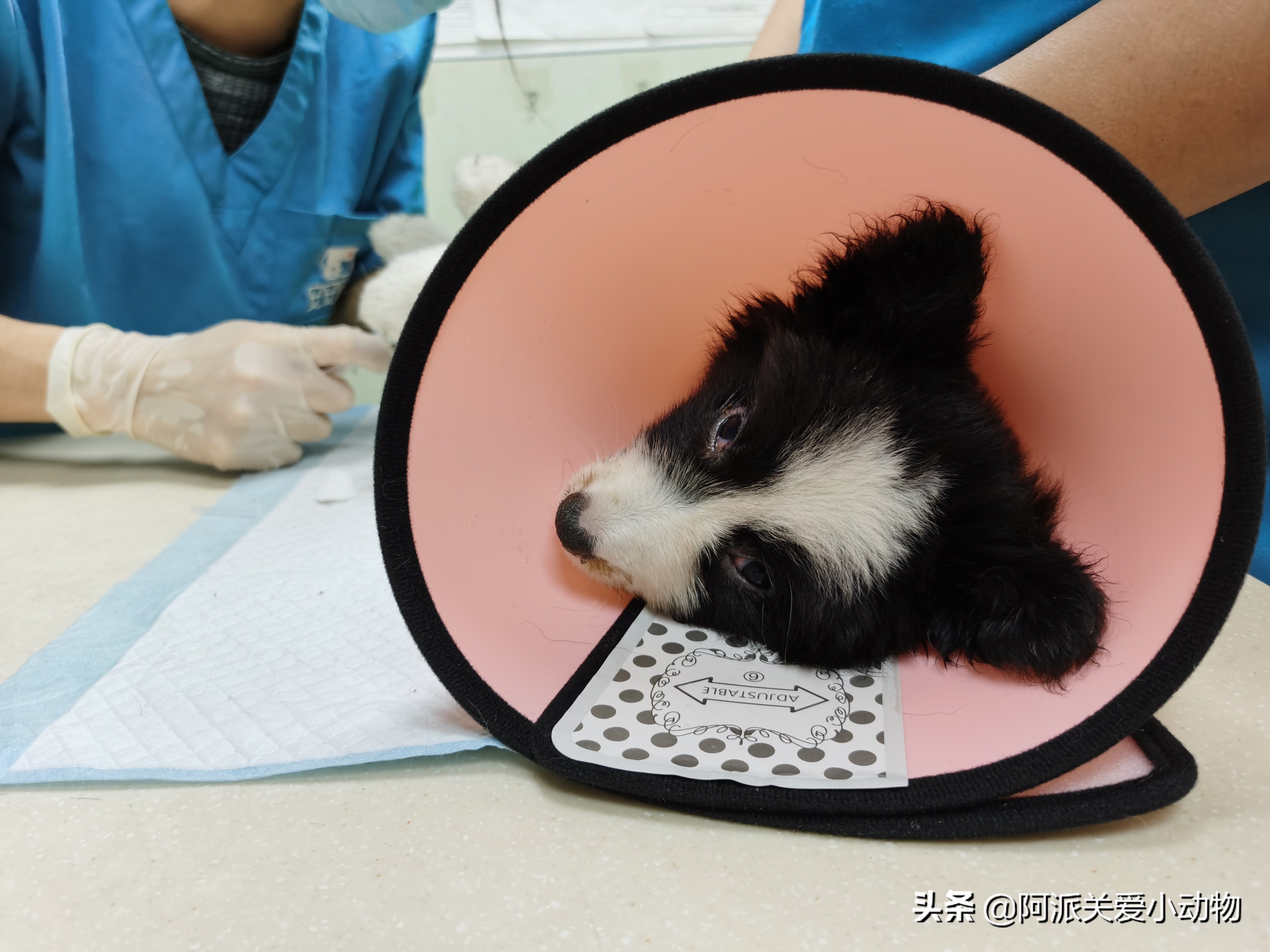 卡布：来自一只三个月大的边境牧羊犬，一封遗留在人间的草稿