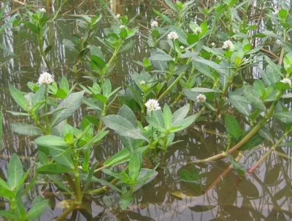 那些常见却叫不上名字的野花野草,常见的野花野草却是农家之宝
