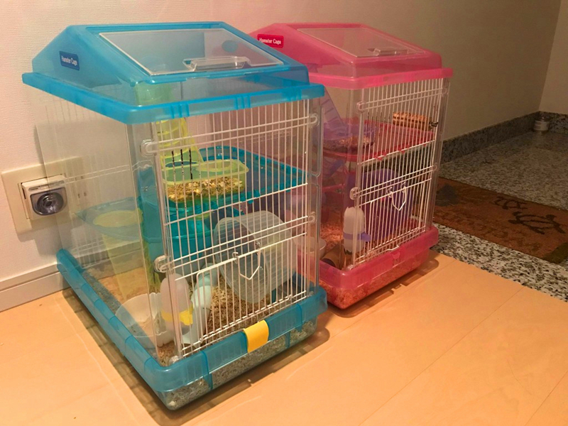 仓鼠外带笼放什么容器比较好,仓鼠笼子如何摆放东西呢