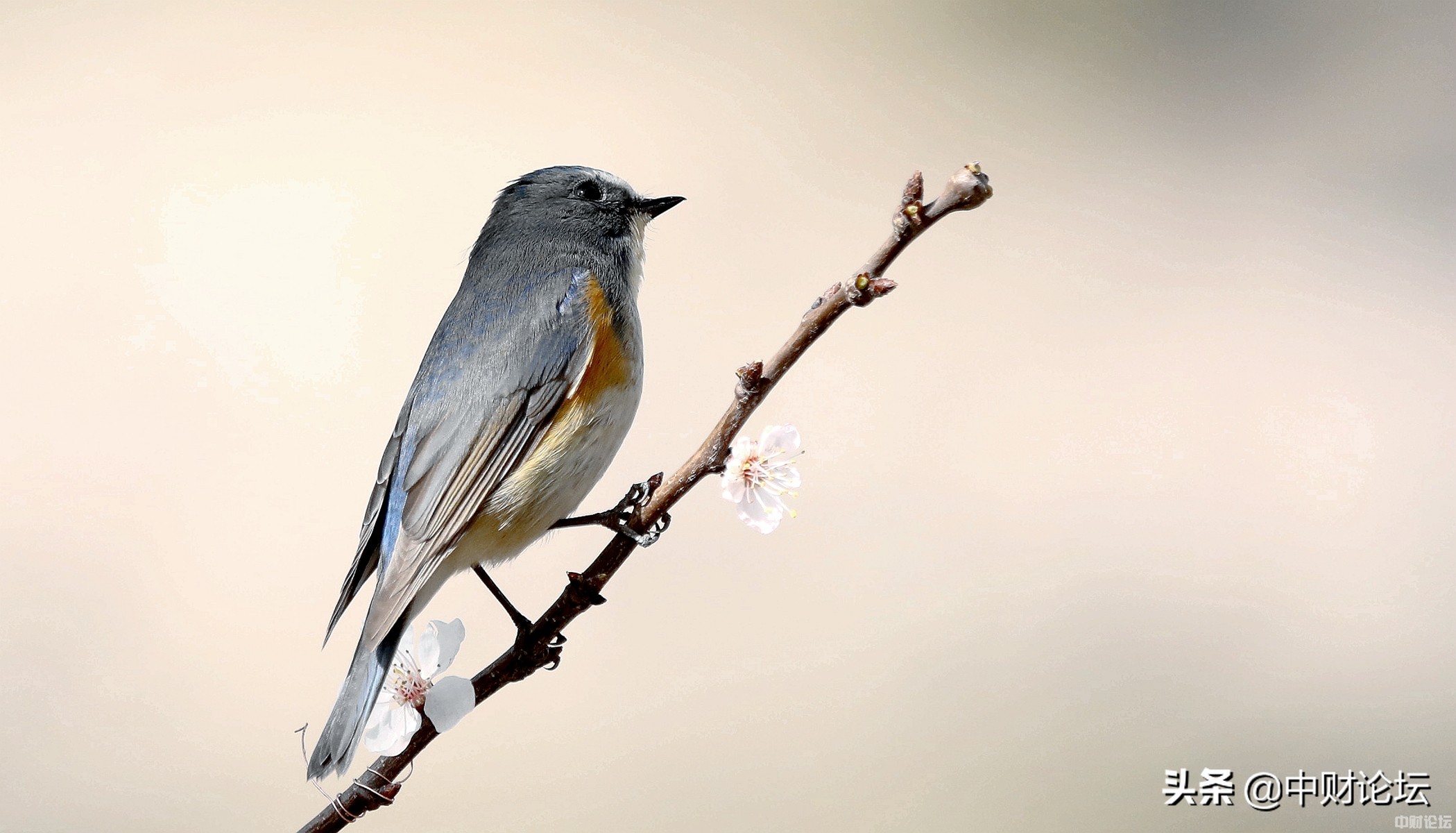 燕子日子,看燕子的图片