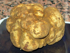 松露很贵,松露到底是为什么贵看完长见识了