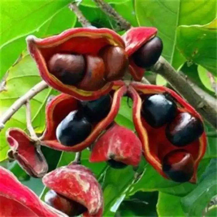 80后90后农村儿时零食野果,在海南儿时吃的野果还记得几种